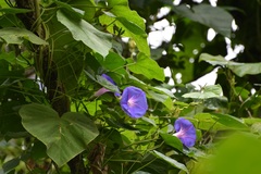 Ipomoea mitchelliae
