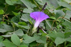 Ipomoea mitchelliae