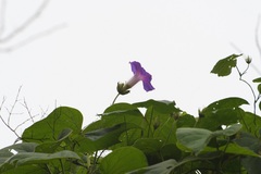 Ipomoea villifera
