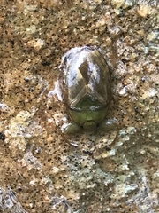 Ambrysus
