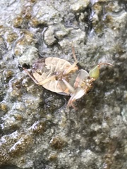 Ambrysus