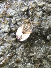 Ambrysus
