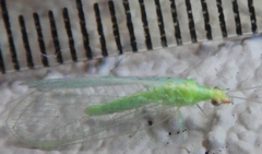 Chrysoperla pudica-group