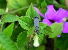 Epicauta funesta