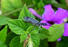 Epicauta funesta