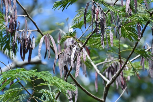 Leucaena collinsii (Leucaena collinsii)