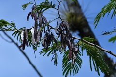 Leucaena collinsii