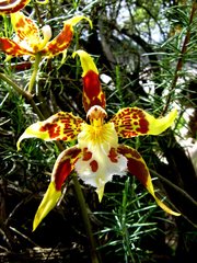Oncidium hallii
