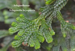 Selaginella bryopteris
