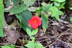 Achimenes erecta