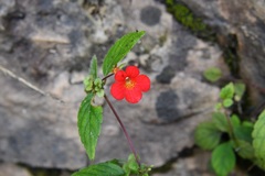 Achimenes erecta