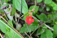 Achimenes erecta