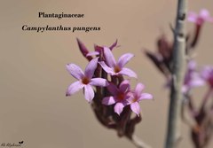 Campylanthus pungens