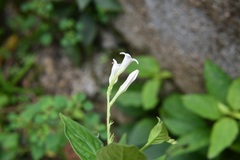 Spigelia humboldtiana