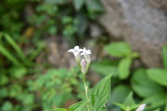 Spigelia humboldtiana