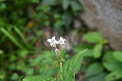 Spigelia humboldtiana