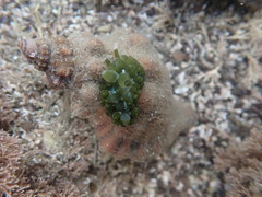 Sacoproteus smaragdinus