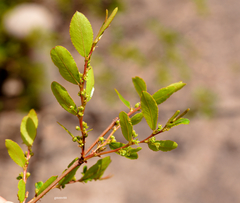 Phyllanthus sellowianus
