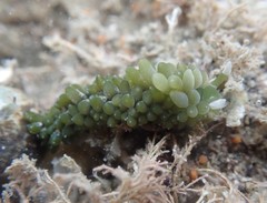 Sacoproteus smaragdinus