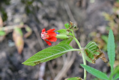 Cuphea intermedia (Cuphea intermedia)