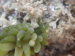 Sacoproteus smaragdinus