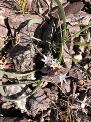 Allium falcifolium