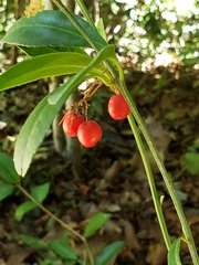 Crossopetalum gaumeri