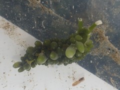 Sacoproteus smaragdinus