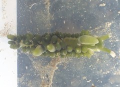 Sacoproteus smaragdinus