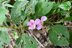 Heterocentron muricatum