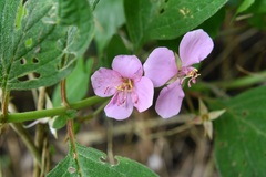 Heterocentron muricatum