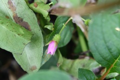 Heterocentron muricatum