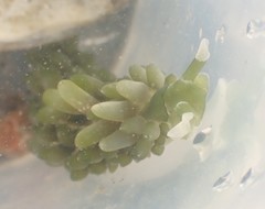 Sacoproteus smaragdinus