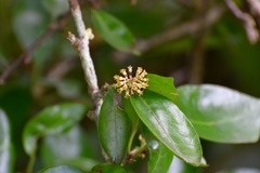 Pisonia fasciculata