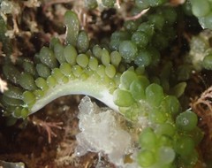 Sacoproteus smaragdinus