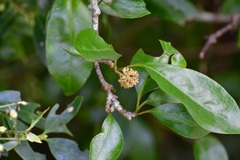 Pisonia fasciculata