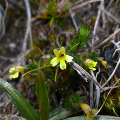 Euphrasia cockayneana