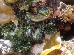 Sacoproteus smaragdinus