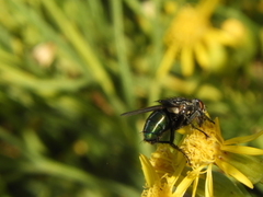 Sarconesia chlorogaster