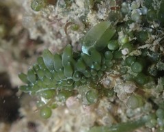 Sacoproteus smaragdinus