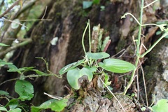 Peperomia lanceolatopeltata