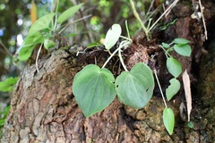Peperomia lanceolatopeltata
