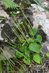 Peperomia lanceolatopeltata