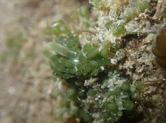 Sacoproteus smaragdinus