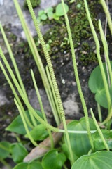 Peperomia lanceolatopeltata