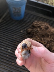 Dynastes tityus