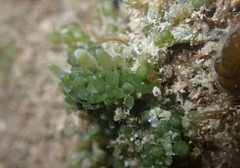 Sacoproteus smaragdinus