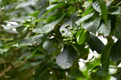 Coussarea chiapensis