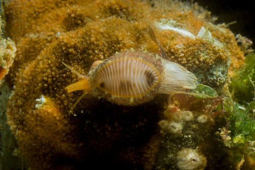 European cowrie