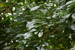 Coussarea chiapensis